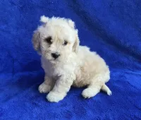 Claire , a female Poodle - Toy  for sale in Mesa, AZ – Photo 3 of 7