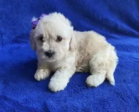 Claire , a female Poodle - Toy  for sale in Mesa, AZ – Photo 7 of 7