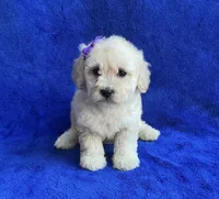 Claire , a female Poodle - Toy  for sale in Mesa, AZ – Photo 2 of 7