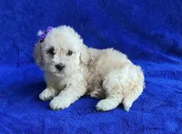 Claire , a female Poodle - Toy  for sale in Mesa, AZ – Photo 6 of 7