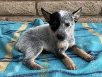 Ranger , a male Australian Cattle Dog for sale in Mesa, AZ – 3 of 9