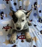Bandit  , a male Australian Cattle Dog for sale in Mesa, AZ – 4 of 7
