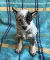 Indy, a female Australian Cattle Dog for sale in Mesa, AZ – Photo 2 of 6