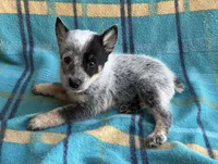 Indy, a female Australian Cattle Dog for sale in Mesa, AZ – Photo 6 of 6