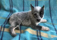 Indy, a female Australian Cattle Dog for sale in Mesa, AZ – Photo 3 of 6