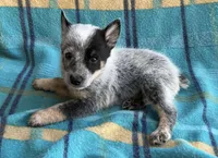 Indy, a female Australian Cattle Dog for sale in Mesa, AZ – Photo 4 of 6