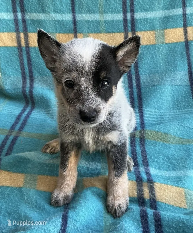 Indy – Australian Cattle Dog puppy for sale in Mesa, AZ