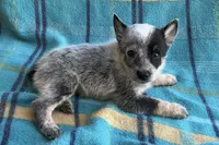 Indy, a female Australian Cattle Dog for sale in Mesa, AZ – Photo 5 of 6