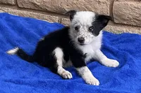 Max, a male Australian Cattle Dog and Border Collie for sale in Mesa, AZ – 9 of 10