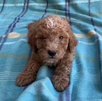 Teddy, a male Poodle - Toy  for sale in Mesa, AZ – 3 of 10