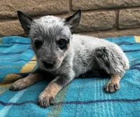Nova , a female Australian Cattle Dog for sale in Mesa, AZ – 7 of 7