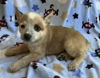Daisy , a female Australian Cattle Dog for sale in Mesa, AZ – 7 of 9