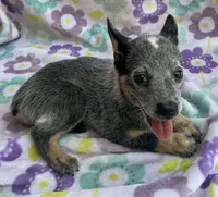 Blue , a female Australian Cattle Dog for sale in Mesa, AZ – 9 of 9