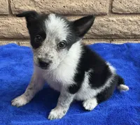Luna , a female Australian Cattle Dog and Border Collie for sale in Mesa, AZ – 5 of 10