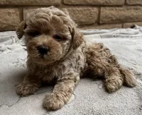 Louie, a male Poodle - Toy  for sale in Mesa, AZ – 3 of 10