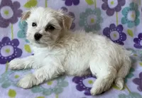 Benji , a male Maltese and Poodle - Toy  for sale in Mesa, AZ – 3 of 10