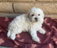Mochi , a female Maltese and Poodle - Toy  for sale in Mesa, AZ – 7 of 9