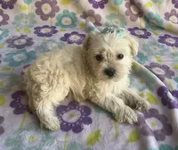 Sophie , a female Miniature Schnauzer and Maltese for sale in Mesa, AZ – 5 of 9