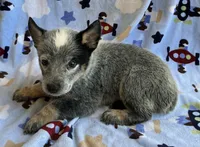Blue , a male Australian Cattle Dog for sale in Mesa, AZ – 5 of 8