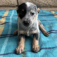 Ranger , a male Australian Cattle Dog for sale in Mesa, AZ – 9 of 9