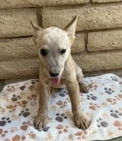 Buddy , a male Australian Cattle Dog for sale in Mesa, AZ – 5 of 5