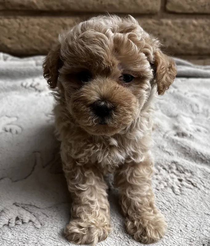 Louie, a male Poodle - Toy  for sale in Mesa, AZ – 1 of 10