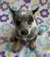 Bluey, a female Australian Cattle Dog for sale in Mesa, AZ – 2 of 10