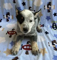 Bandit  , a male Australian Cattle Dog for sale in Mesa, AZ – 1 of 7
