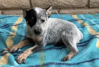 Ranger , a male Australian Cattle Dog for sale in Mesa, AZ – 6 of 9