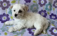 Benji , a male Maltese and Poodle - Toy  for sale in Mesa, AZ – 4 of 10