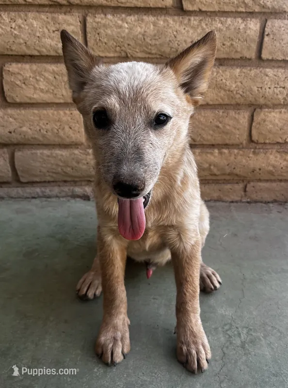 Sam  – Australian Cattle Dog puppy for sale in Mesa, AZ