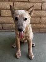 Sam , a male Australian Cattle Dog for sale in Mesa, AZ – 1 of 9