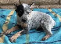 Ranger , a male Australian Cattle Dog for sale in Mesa, AZ – 7 of 9