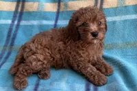 Ruby , a female Poodle - Toy  for sale in Mesa, AZ – 6 of 8