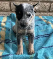 Ranger , a male Australian Cattle Dog for sale in Mesa, AZ – 8 of 9