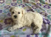 Sophie , a female Miniature Schnauzer and Maltese for sale in Mesa, AZ – 7 of 9