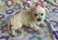 Pearl , a female Miniature Schnauzer and Maltese for sale in Mesa, AZ – 3 of 7