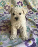 Sophie , a female Miniature Schnauzer and Maltese for sale in Mesa, AZ – 3 of 9