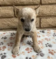Red, a male Australian Cattle Dog for sale in Mesa, AZ – 8 of 8