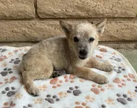 Red, a male Australian Cattle Dog for sale in Mesa, AZ – 4 of 8