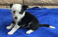Max, a male Australian Cattle Dog and Border Collie for sale in Mesa, AZ – 2 of 10
