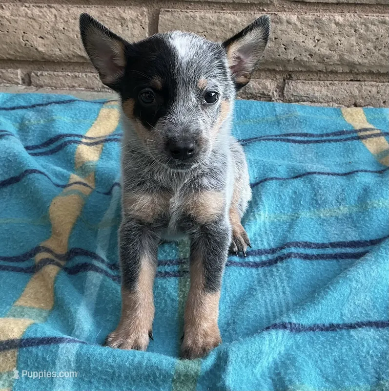 Ranger , a male Australian Cattle Dog for sale in Mesa, AZ – 1 of 9