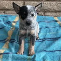 Ranger , a male Australian Cattle Dog for sale in Mesa, AZ – 1 of 9