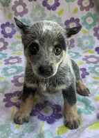 Bluey, a female Australian Cattle Dog for sale in Mesa, AZ – 4 of 10