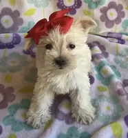 Gracie , a female Miniature Schnauzer and Maltese for sale in Mesa, AZ – 2 of 10