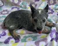 Blue , a female Australian Cattle Dog for sale in Mesa, AZ – 5 of 9