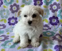 Benji , a male Maltese and Poodle - Toy  for sale in Mesa, AZ – 9 of 10