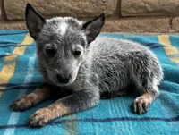 Blue , a male Australian Cattle Dog for sale in Mesa, AZ – 9 of 10