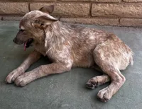 Sam , a male Australian Cattle Dog for sale in Mesa, AZ – 6 of 9