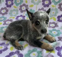 Bluey, a female Australian Cattle Dog for sale in Mesa, AZ – 8 of 10
